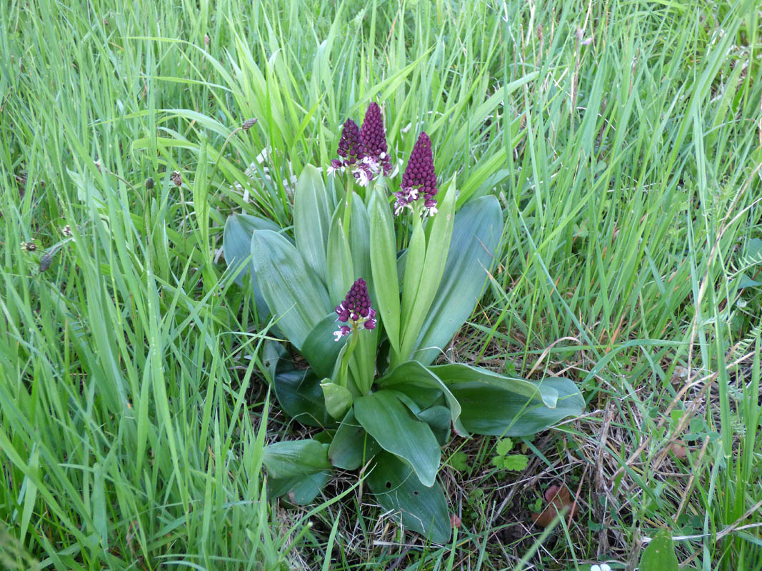 Orchis purpurea